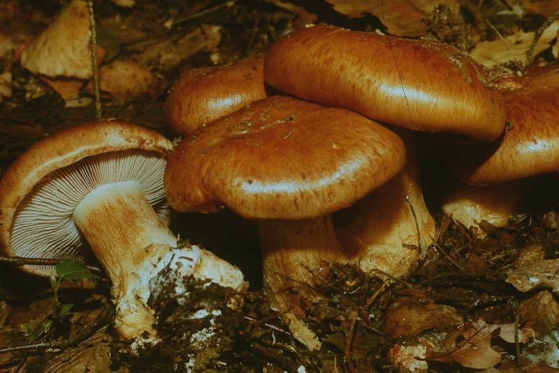 Cortinarius glaucopus