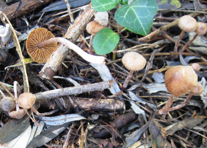 Cortinarius helvelloides