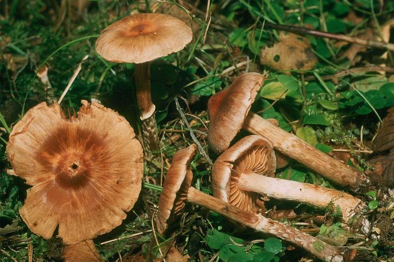 Cortinarius helvolus