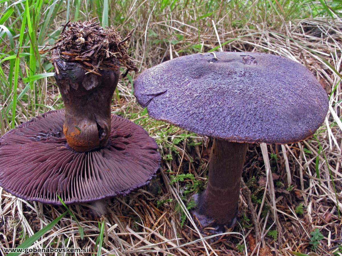 Cortinarius hercynicus