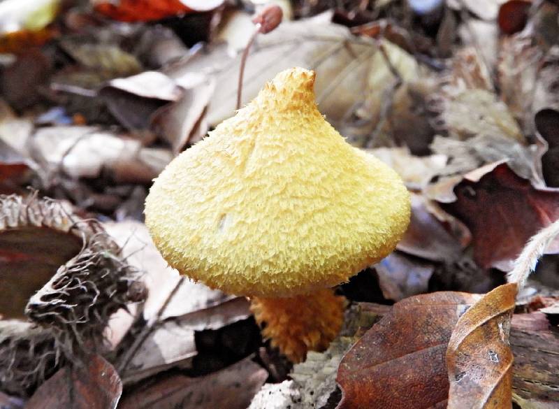 Cortinarius humicola