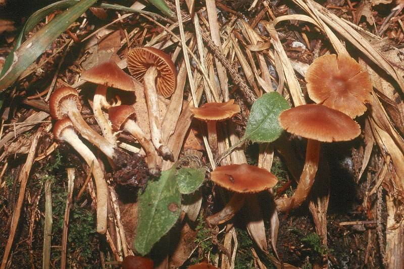 Cortinarius incisus