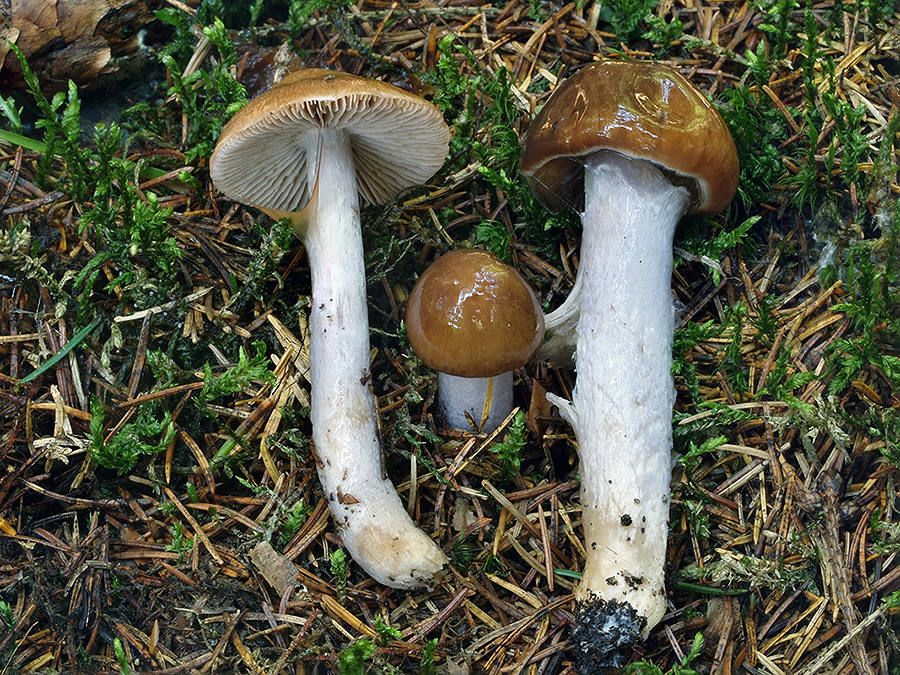 Cortinarius integerrimus