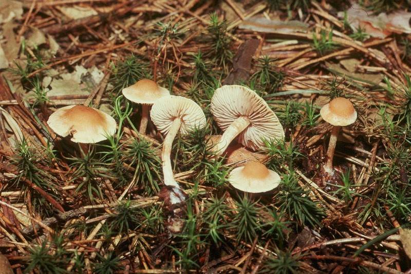 Cortinarius irregularis