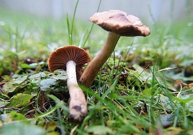 Cortinarius jubarinoides