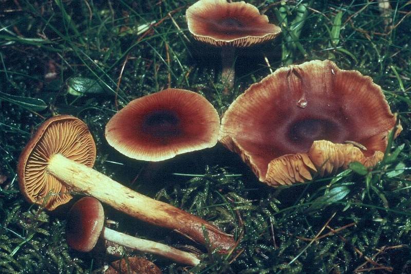 Cortinarius jubarinus