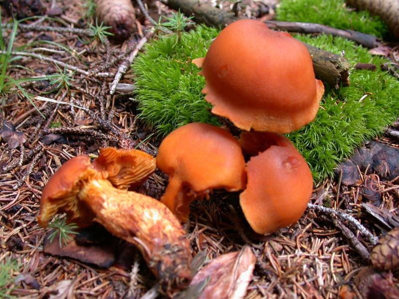 Cortinarius limonius