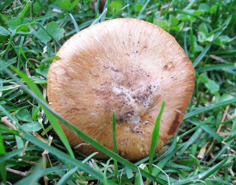 Cortinarius lundellii