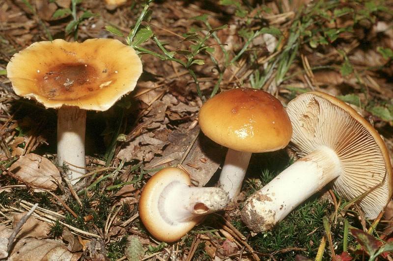 Cortinarius mucosus