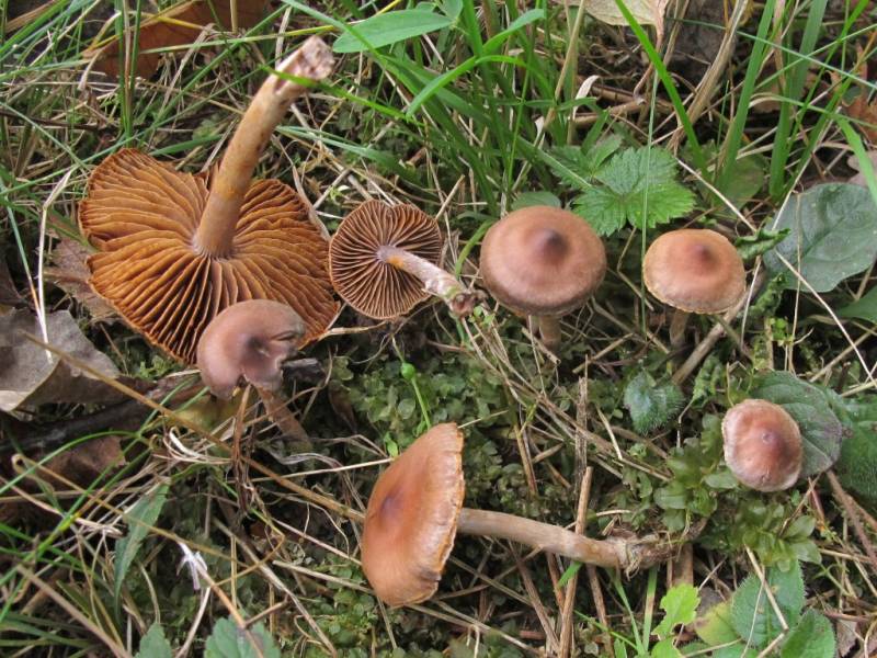 Cortinarius obtusus