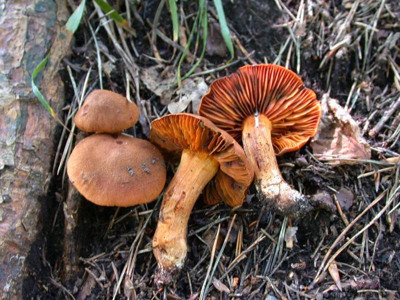 Cortinarius orellanus