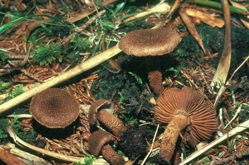 Cortinarius pholideus