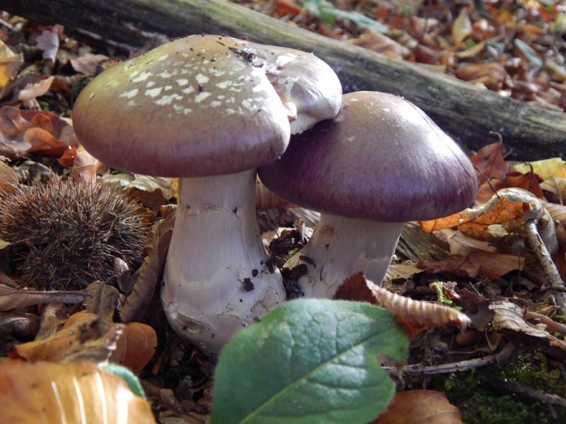 Cortinarius praestans