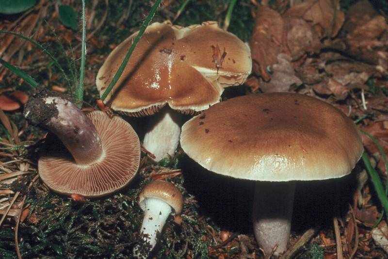 Cortinarius pseudosalor