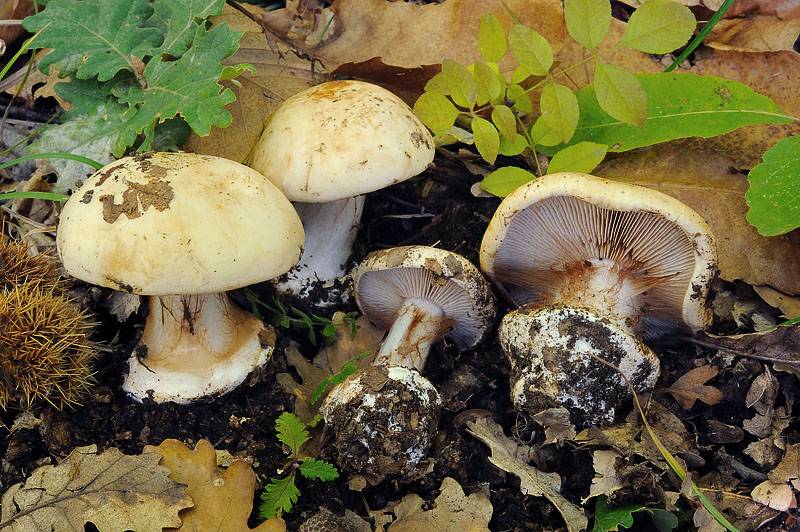 Cortinarius rapaceus