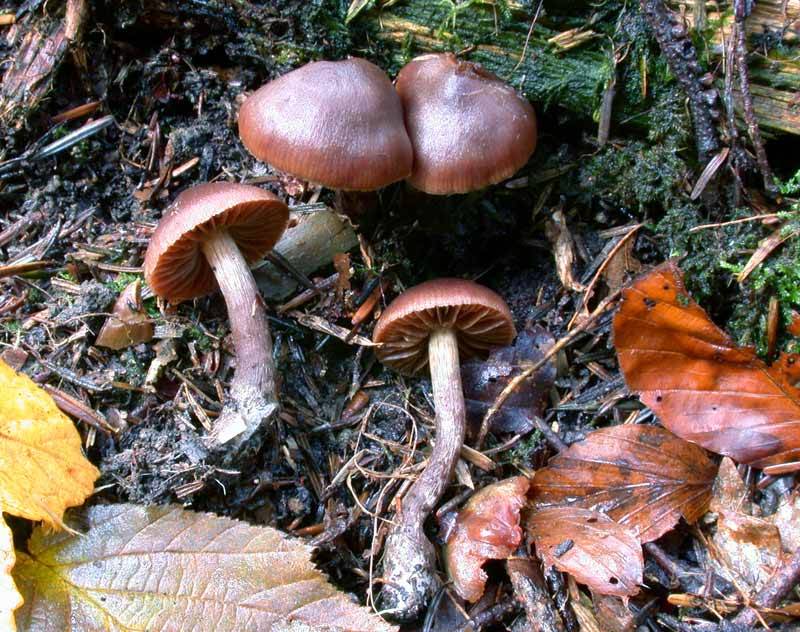 Cortinarius rigidipes