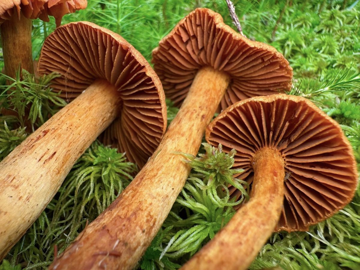 Cortinarius rubellus