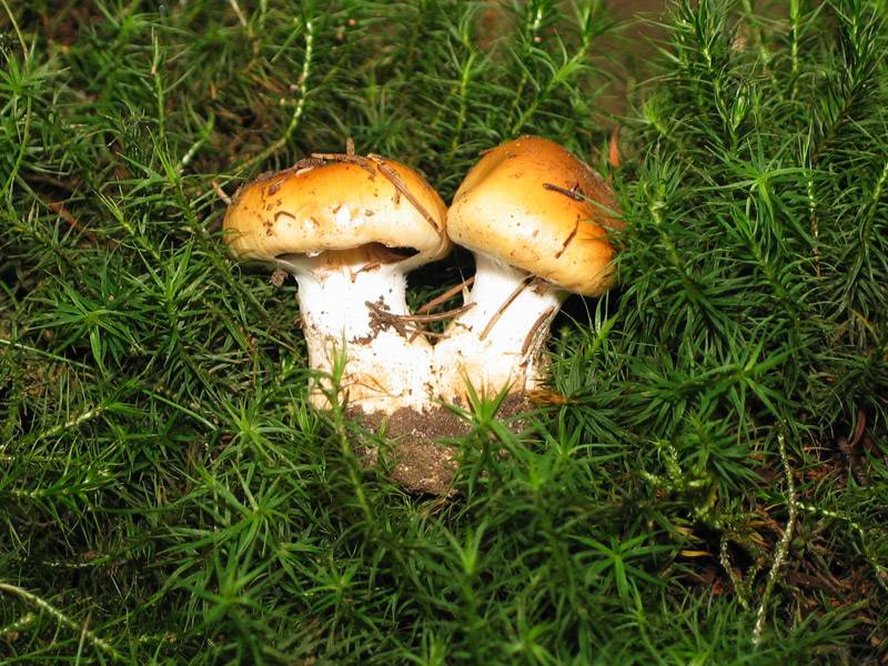 Cortinarius sebaceus