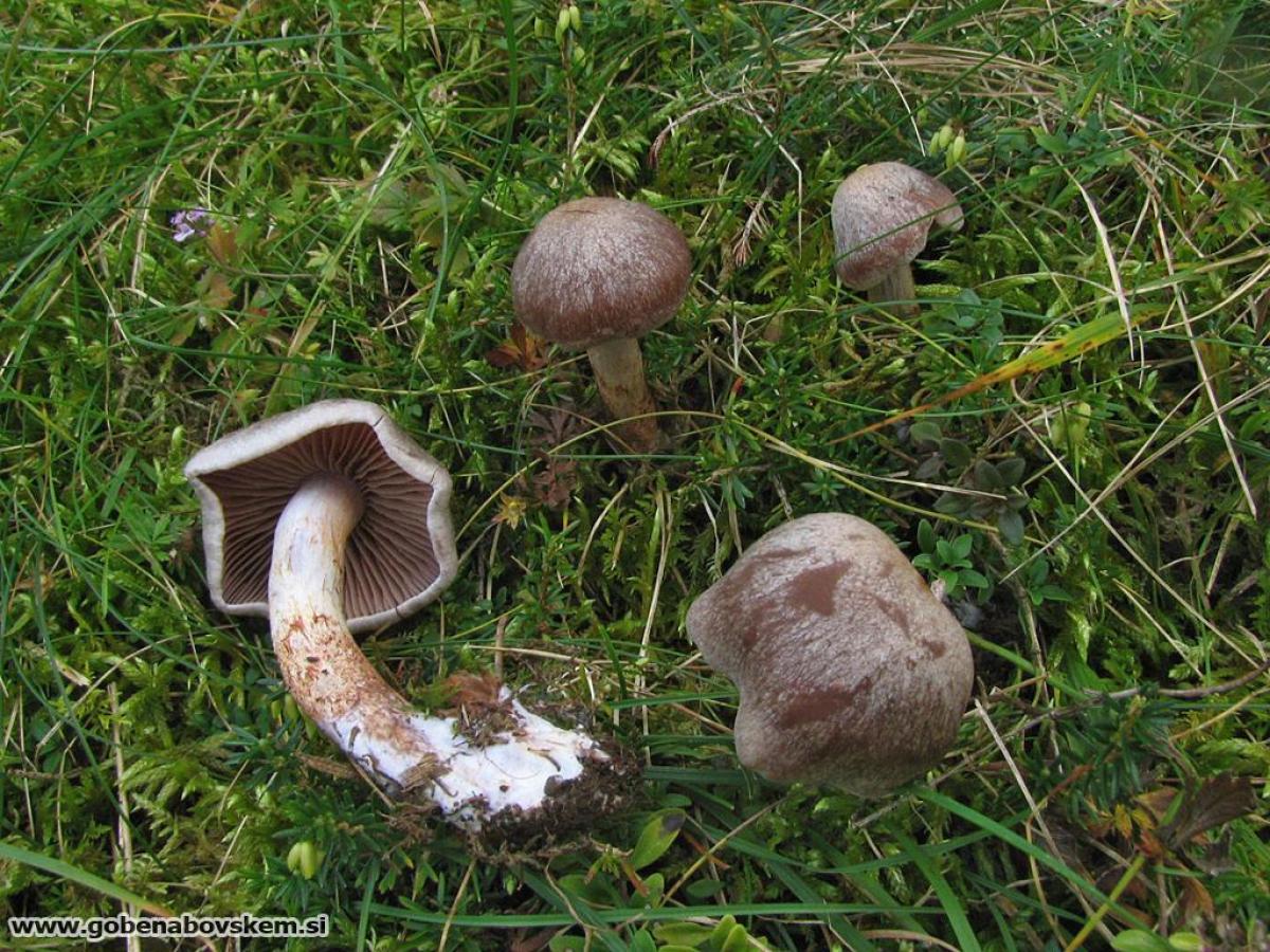 Cortinarius spilomeus