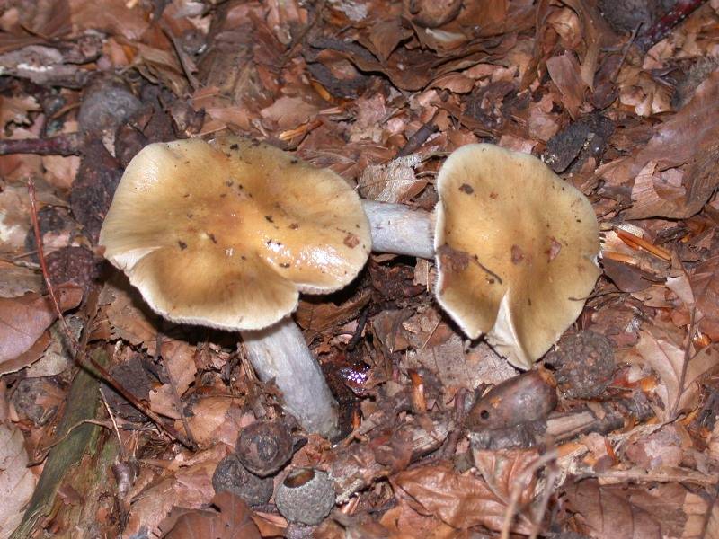 Cortinarius stillatitius