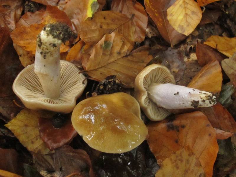 Cortinarius stillatitius