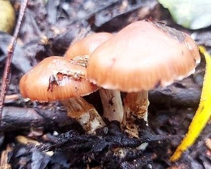 Cortinarius subbalaustinus