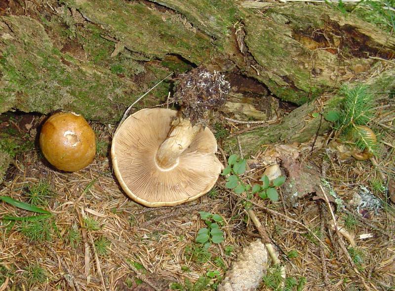 Cortinarius subvalidus