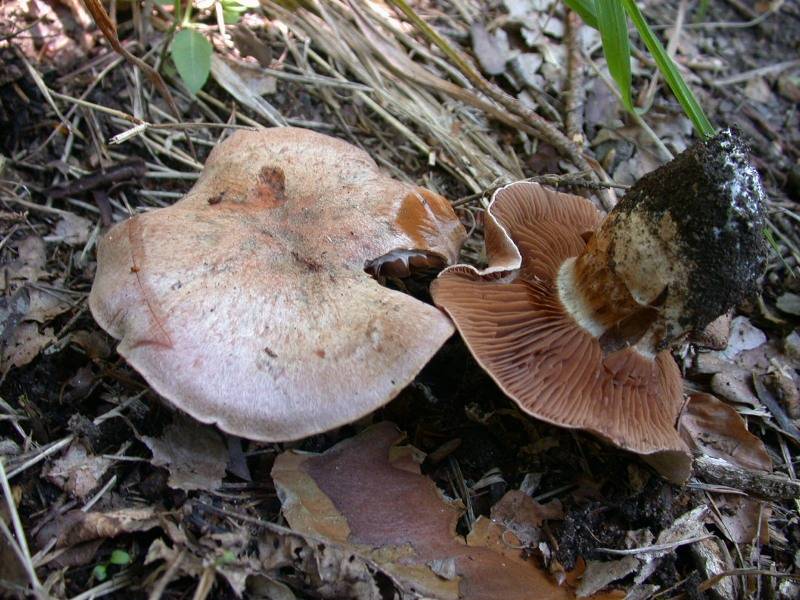 Cortinarius suillus