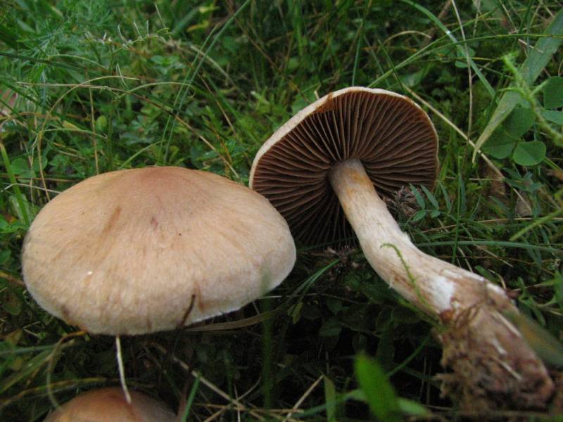 Cortinarius tabularis