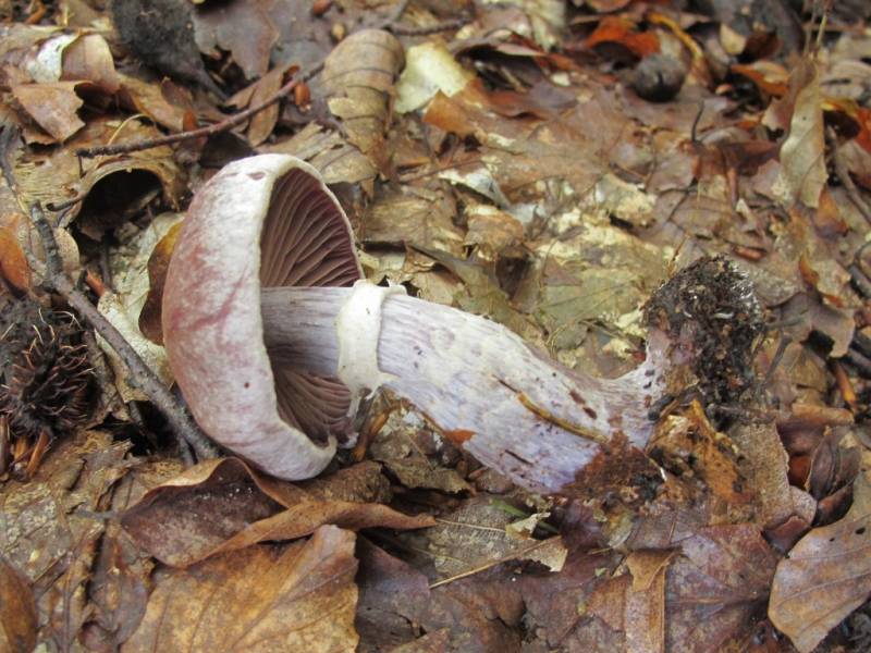 Cortinarius torvus