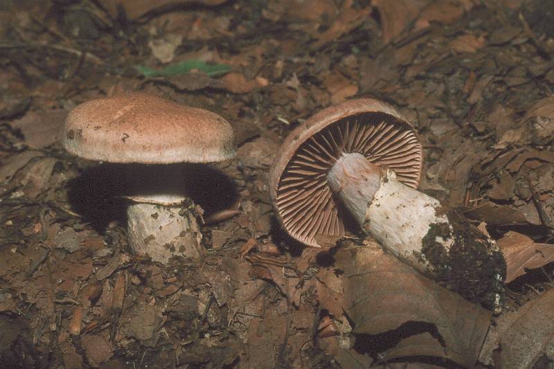 Cortinarius torvus