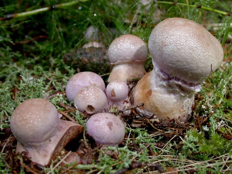 Cortinarius traganus