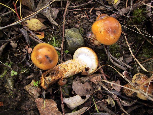 Cortinarius trivialis