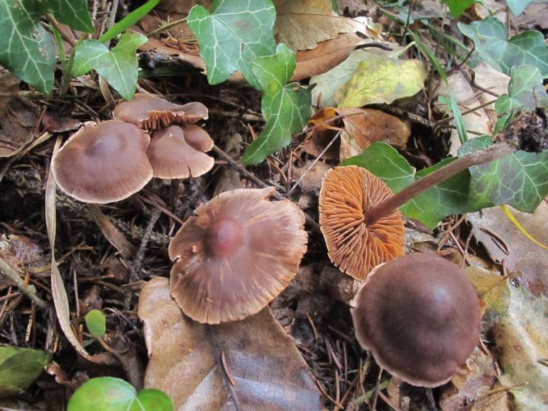 Cortinarius uraceus