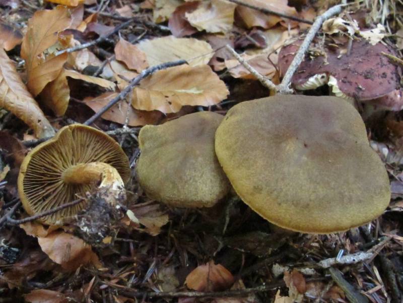 Cortinarius venetus