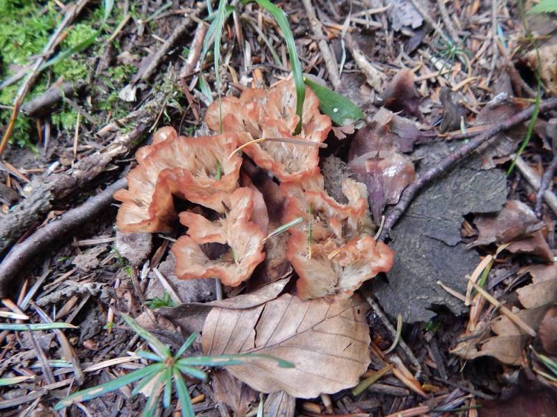 Cotylidia pannosa