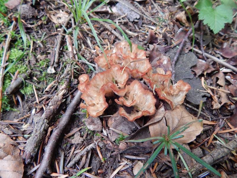 Cotylidia pannosa