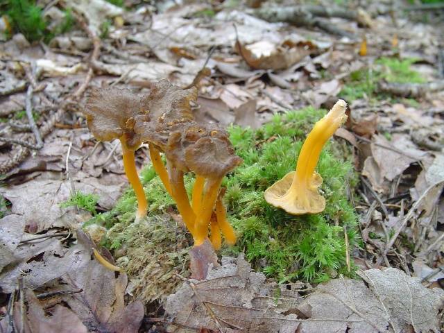 Craterellus lutescens