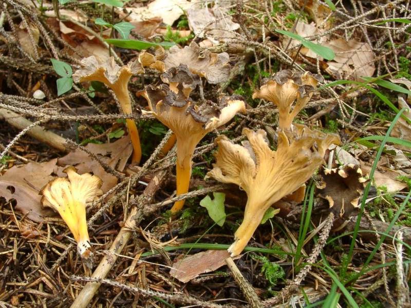 Craterellus lutescens