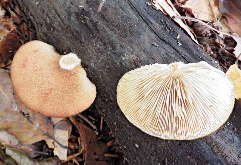 Crepidotus crocophyllus