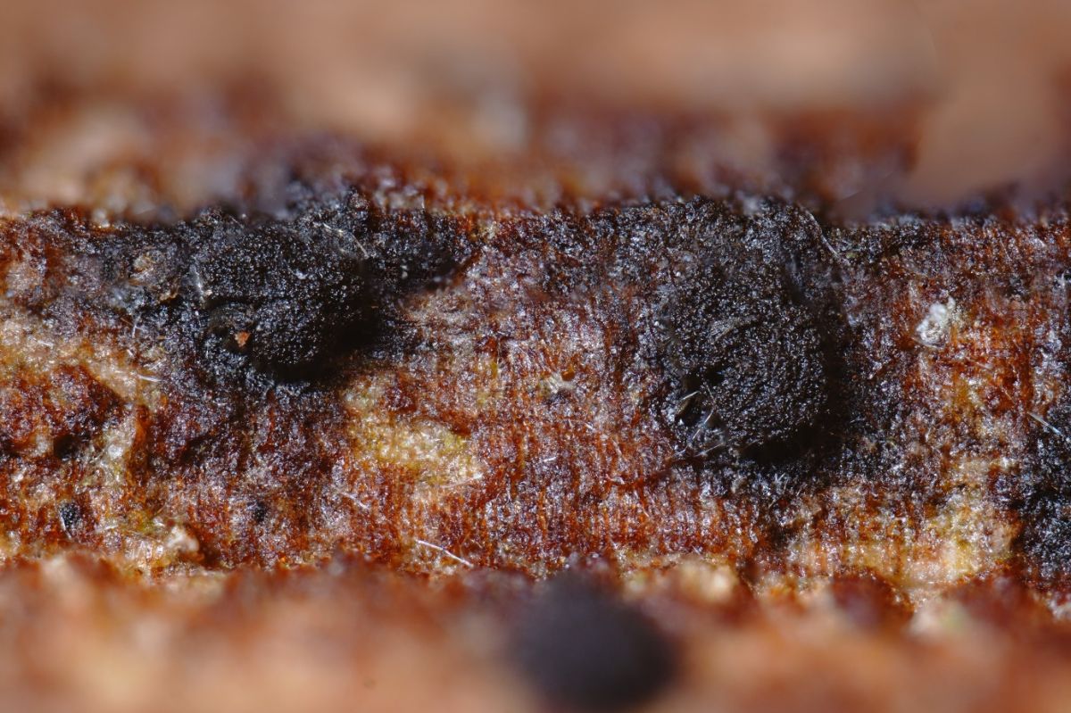 Cryptocoryneum condensatum