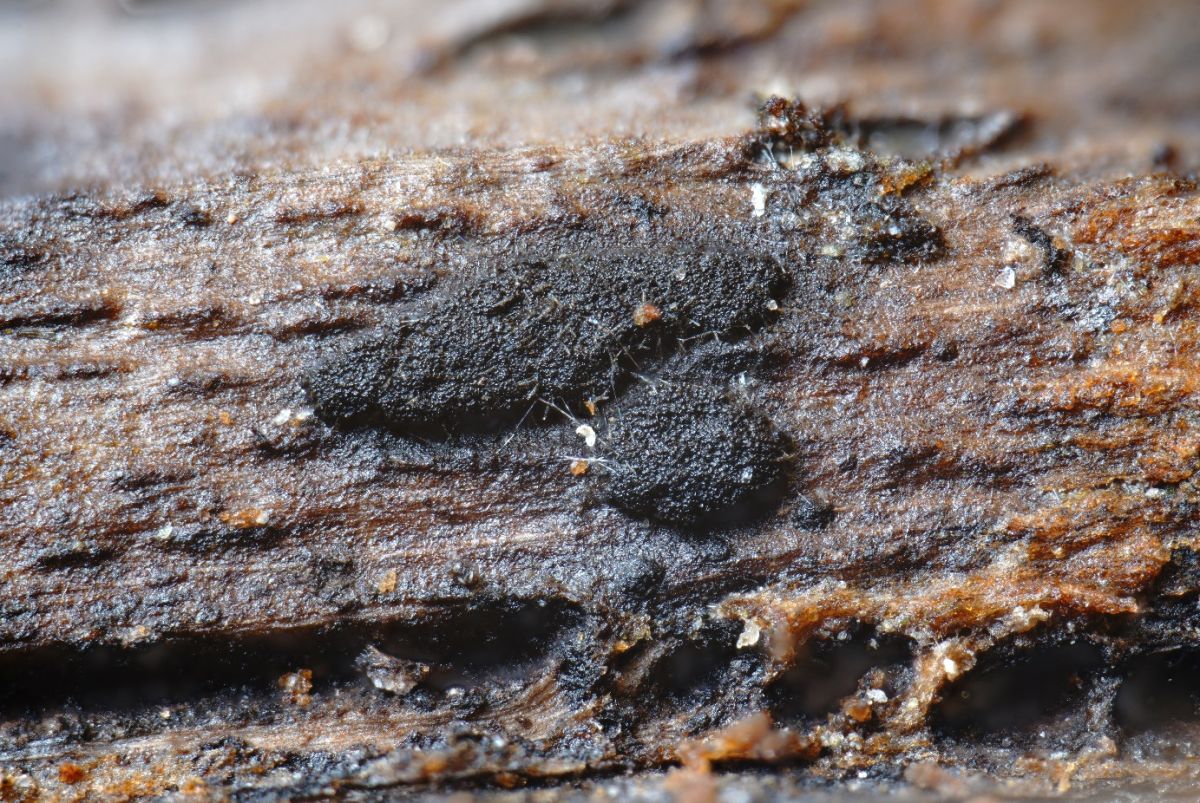 Cryptocoryneum condensatum