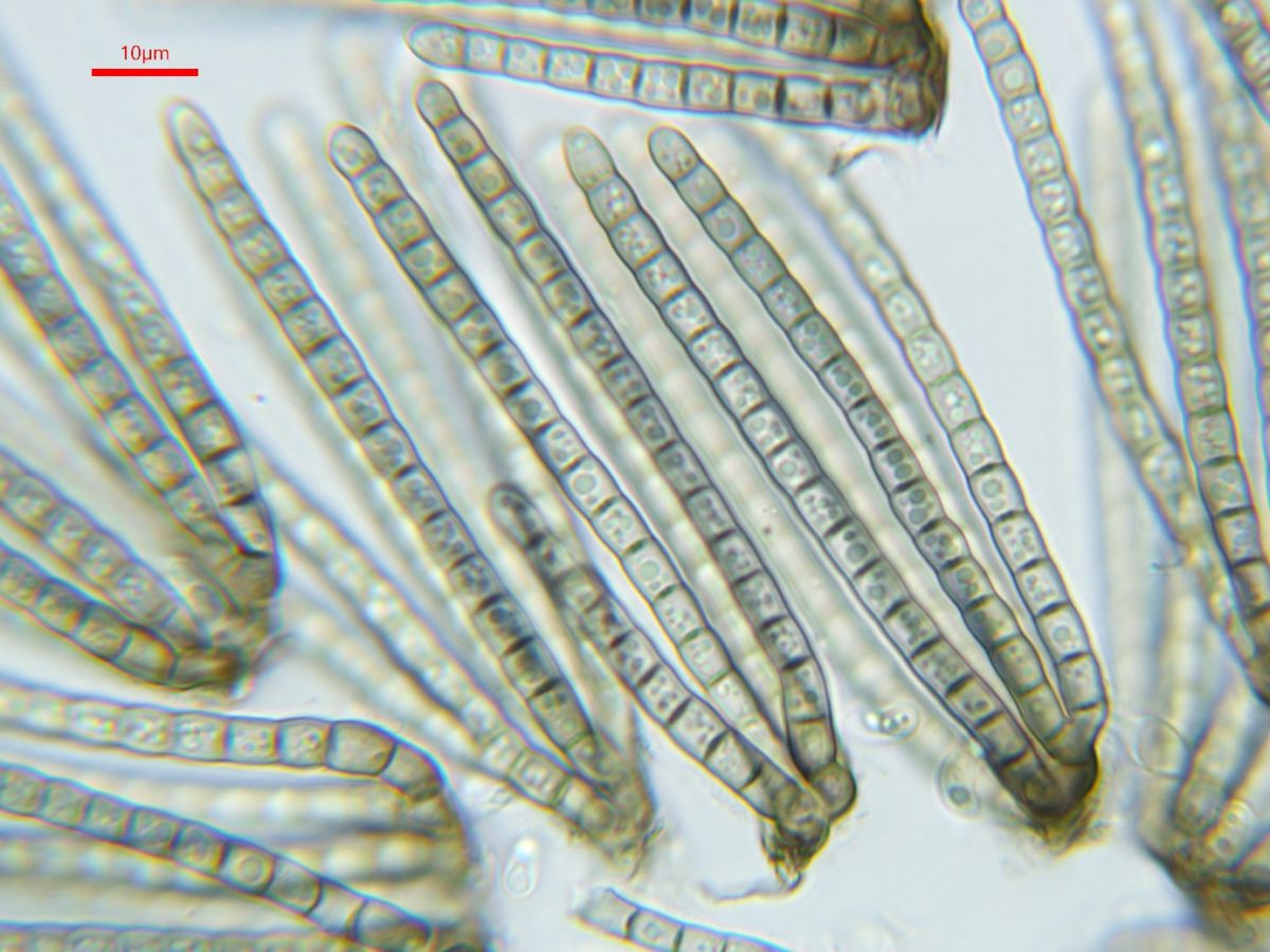 Cryptocoryneum condensatum