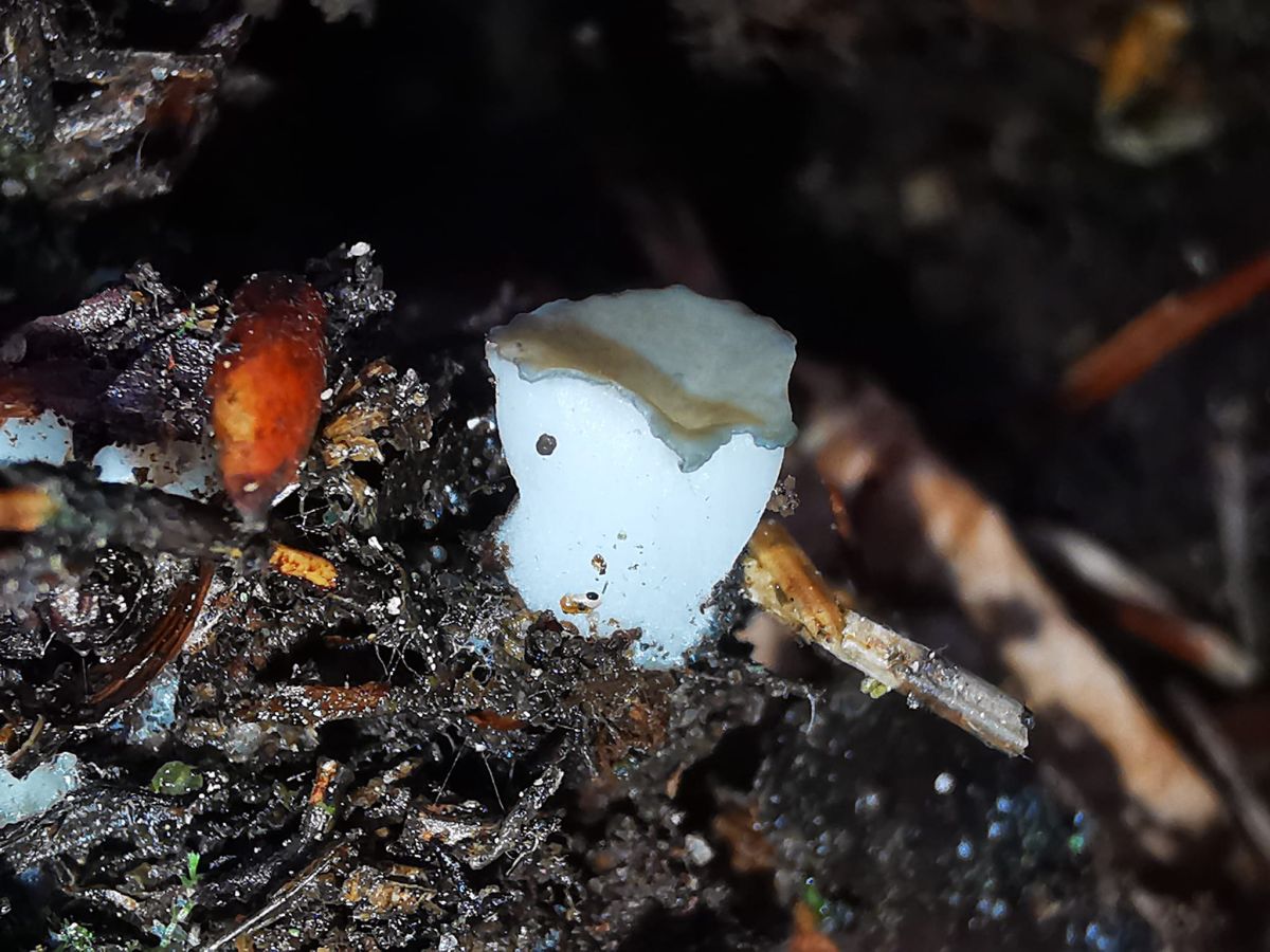 Cudoniella tenuispora