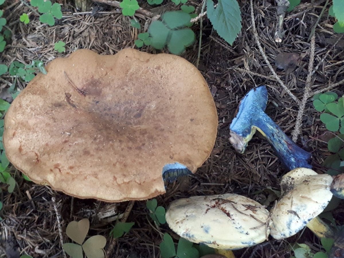 Cyanoboletus pulverulentus