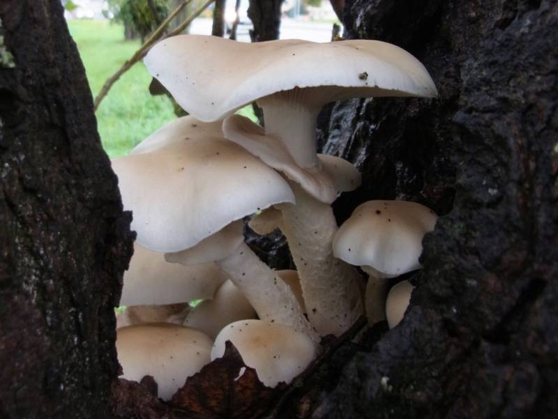 Cyclocybe cylindracea