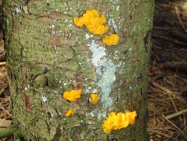 Dacrymyces stillatus