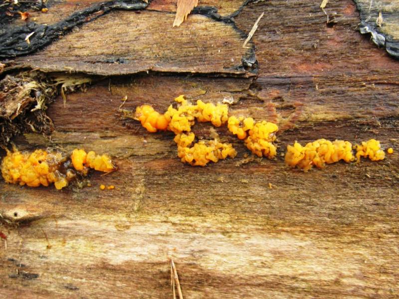 Dacrymyces stillatus