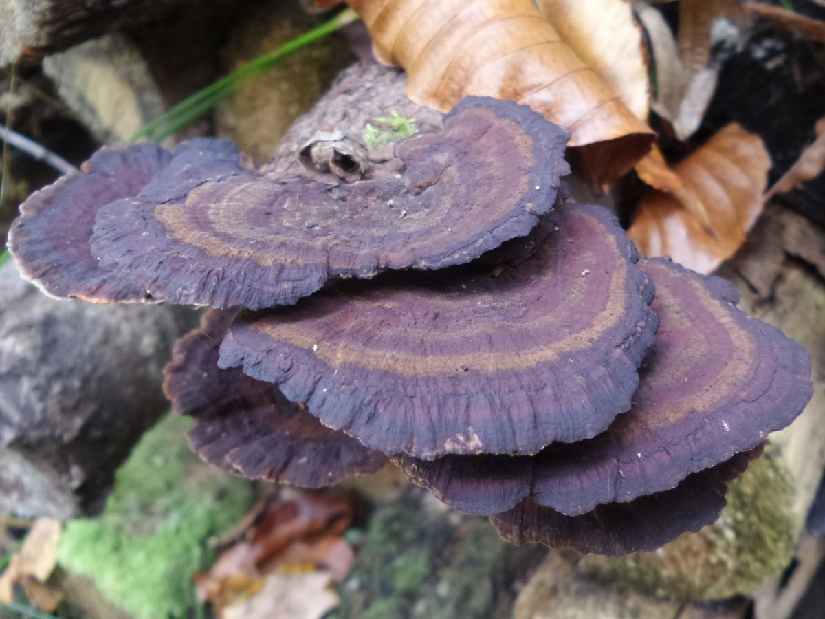 Daedaleopsis tricolor