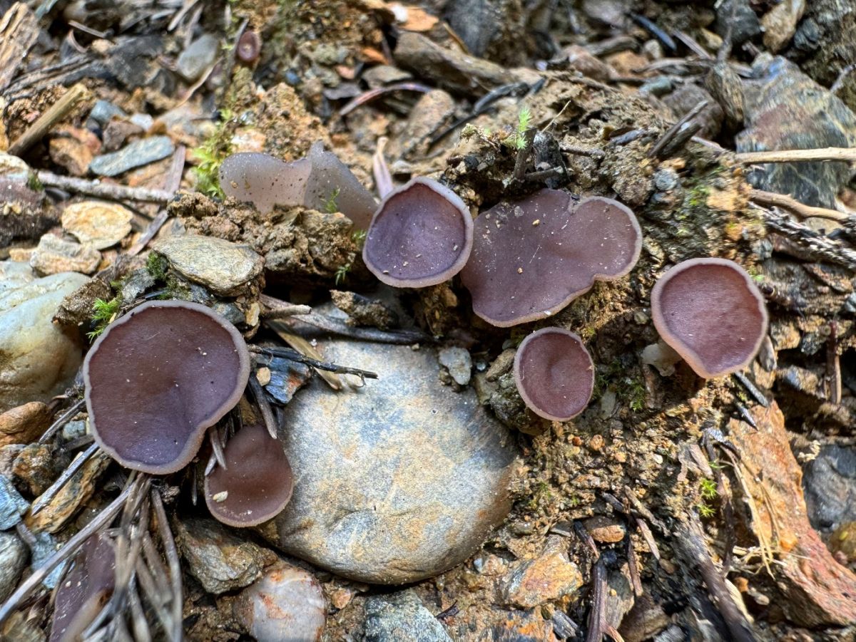 Daleomyces brunneoviolaceus